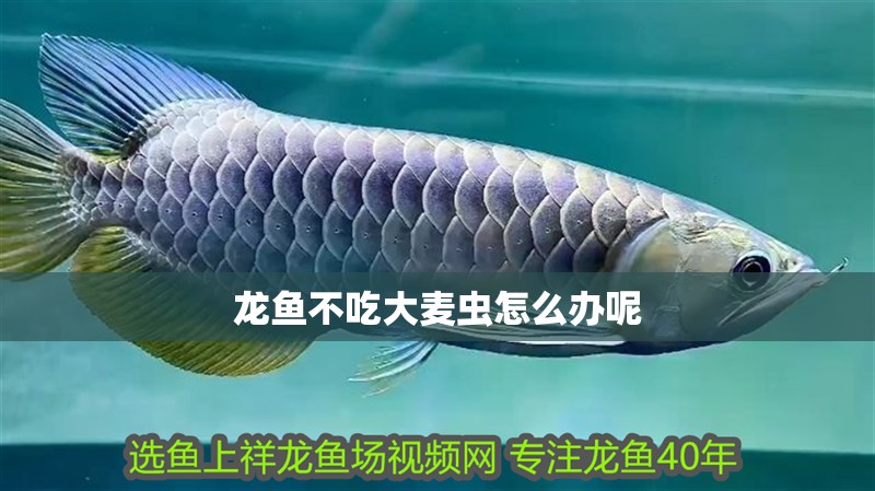 龍魚(yú)不吃大麥蟲(chóng)怎么辦呢