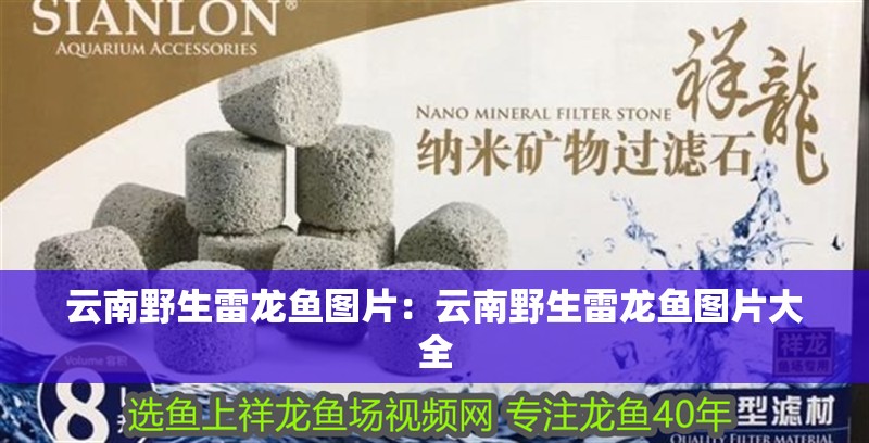 云南野生雷龍魚圖片：云南野生雷龍魚圖片大全