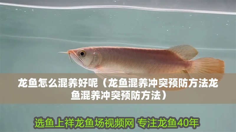 龍魚(yú)怎么混養(yǎng)好呢（龍魚(yú)混養(yǎng)沖突預(yù)防方法龍魚(yú)混養(yǎng)沖突預(yù)防方法）