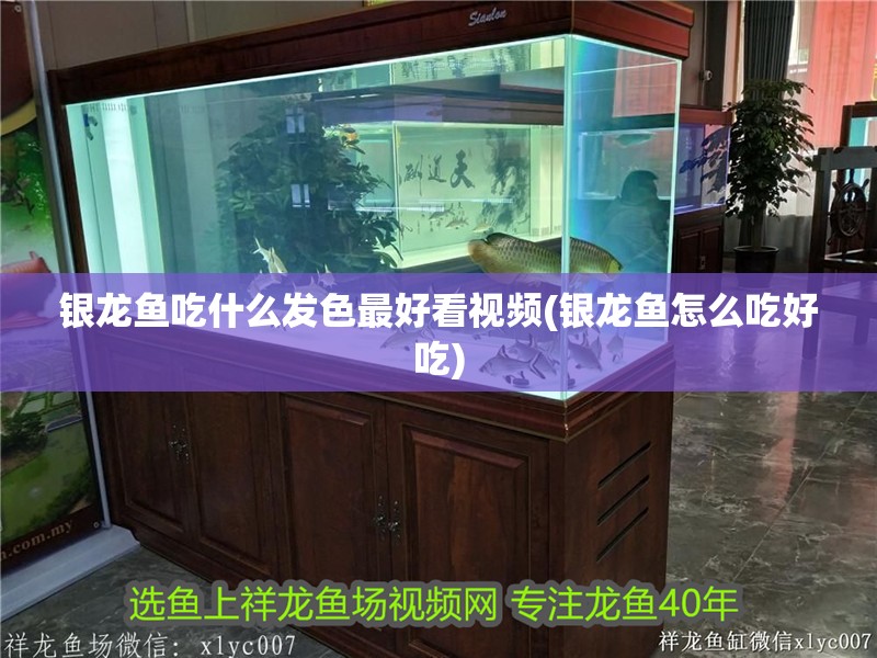 銀龍魚吃什么發(fā)色最好看視頻(銀龍魚怎么吃好吃)