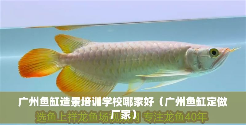 廣州魚缸造景培訓學校哪家好(廣州魚缸定做廠家) 龍魚百科 第1張 廣州魚缸造景培訓學校哪家好(廣州魚缸定做廠家) 廣州魚缸造景培訓學校哪家好(廣州魚缸定做廠家) 龍魚百科 第1張