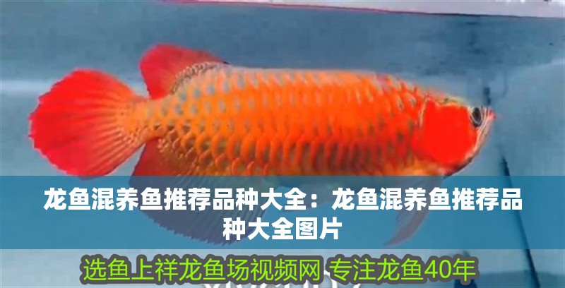 龍魚混養(yǎng)魚推薦品種大全：龍魚混養(yǎng)魚推薦品種大全圖片