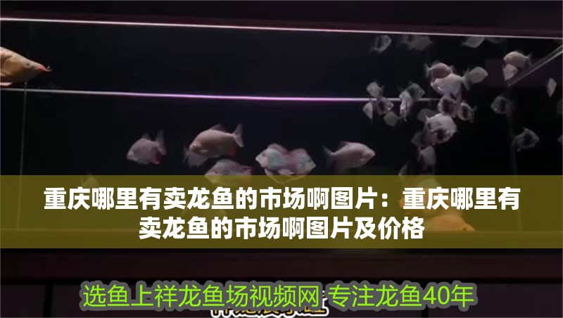 重慶哪里有賣龍魚的市場啊圖片：重慶哪里有賣龍魚的市場啊圖片及價格