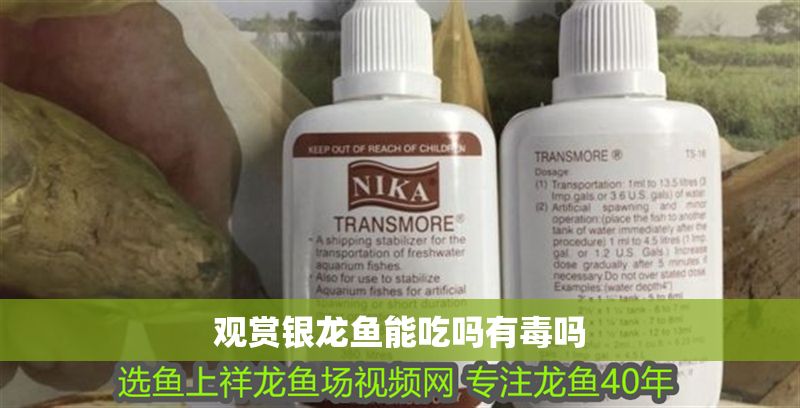 觀賞銀龍魚能吃嗎有毒嗎