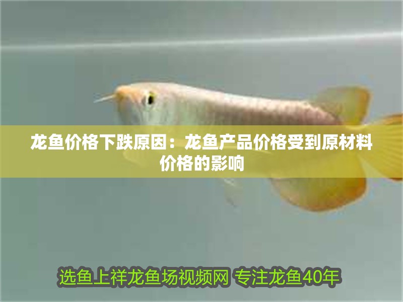 龍魚價格下跌原因：龍魚產品價格受到原材料價格的影響