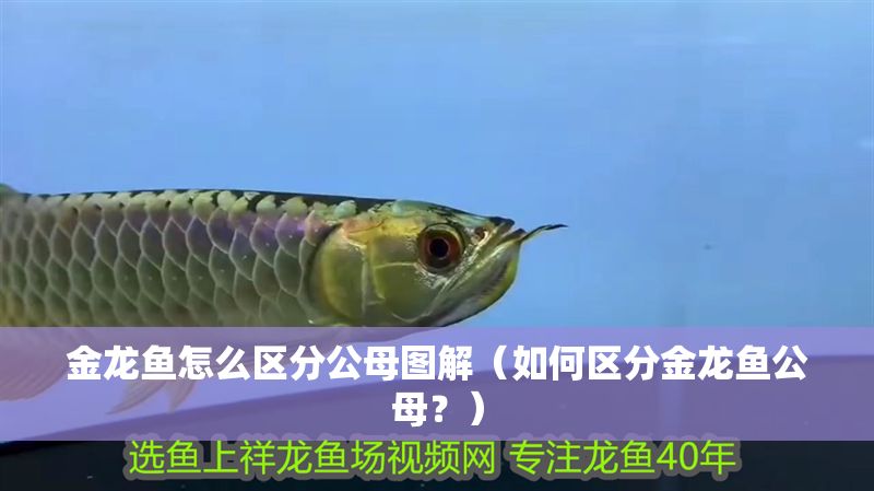 金龍魚怎么區(qū)分公母圖解（如何區(qū)分金龍魚公母？）