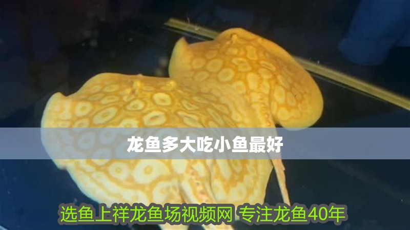 龍魚多大吃小魚最好