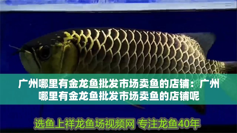 廣州哪里有金龍魚批發市場賣魚的店鋪：廣州哪里有金龍魚批發市場賣魚的店鋪呢