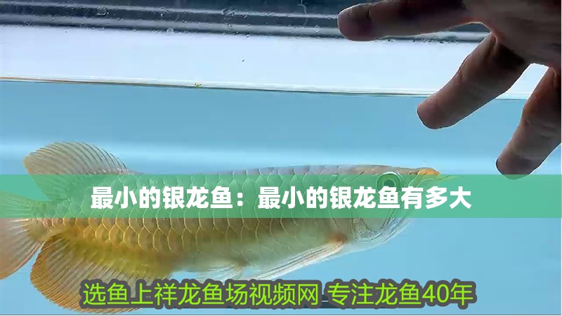 最小的銀龍魚：最小的銀龍魚有多大