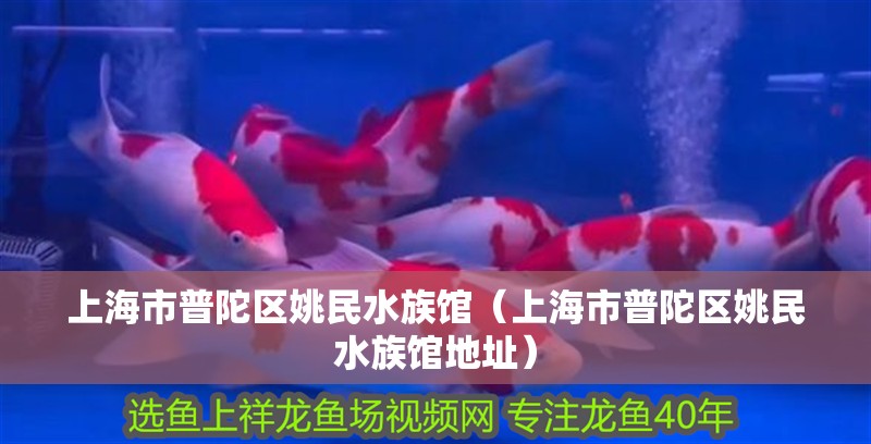 上海市普陀區姚民水族館（上海市普陀區姚民水族館地址）