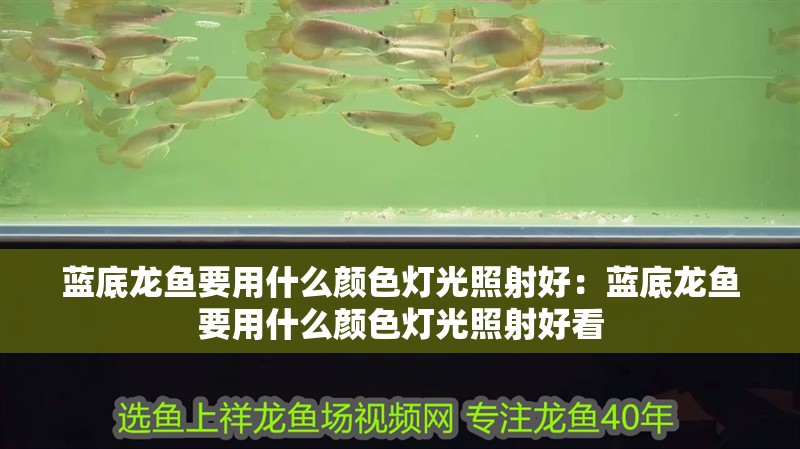 藍底龍魚要用什么顏色燈光照射好：藍底龍魚要用什么顏色燈光照射好看