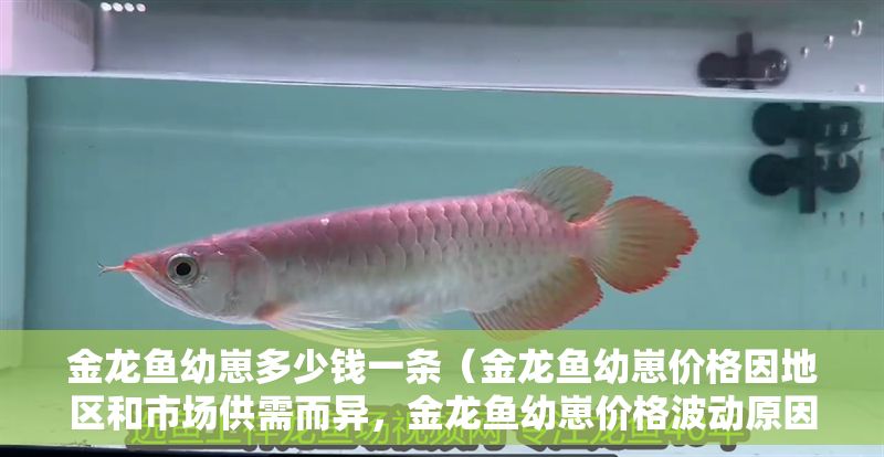 金龍魚幼崽多少錢一條（金龍魚幼崽價格因地區和市場供需而異，金龍魚幼崽價格波動原因）