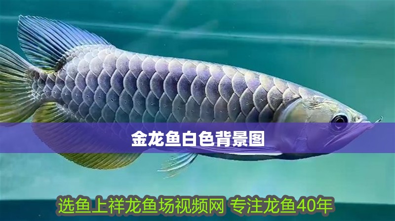 金龍魚白色背景圖