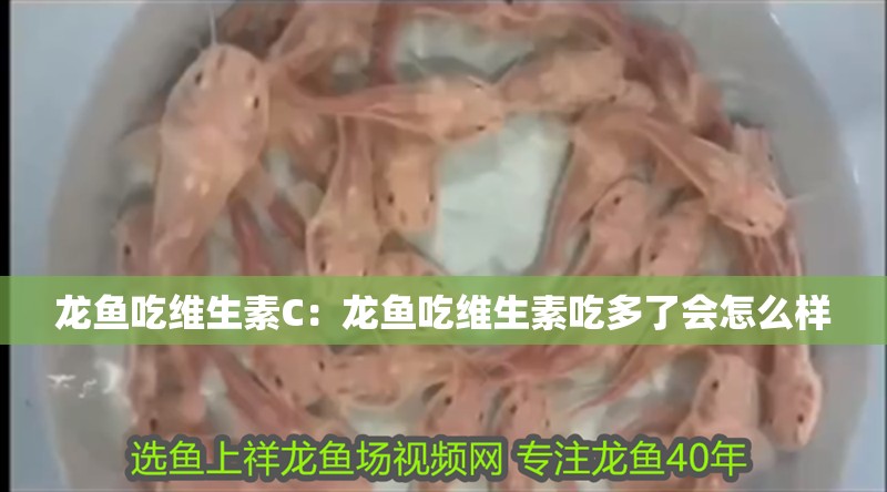 龍魚吃維生素C：龍魚吃維生素吃多了會怎么樣