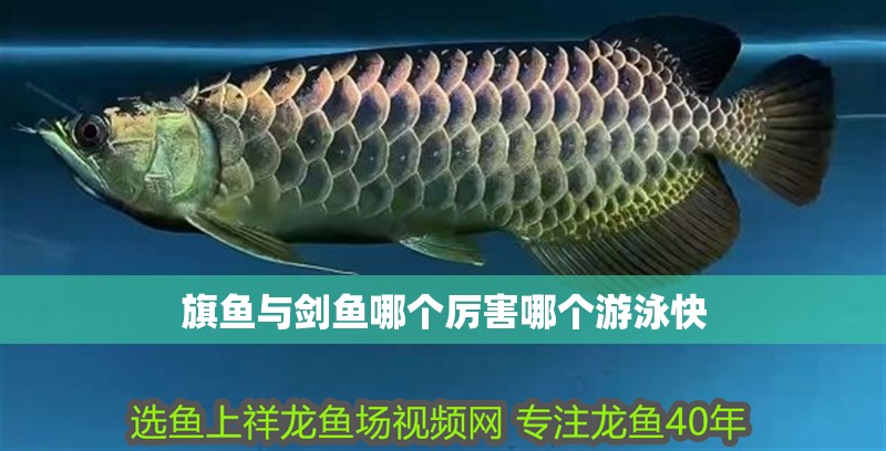 旗魚與劍魚哪個厲害哪個游泳快