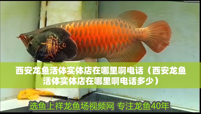 西安龍魚活體實(shí)體店在哪里啊電話（西安龍魚活體實(shí)體店在哪里啊電話多少）