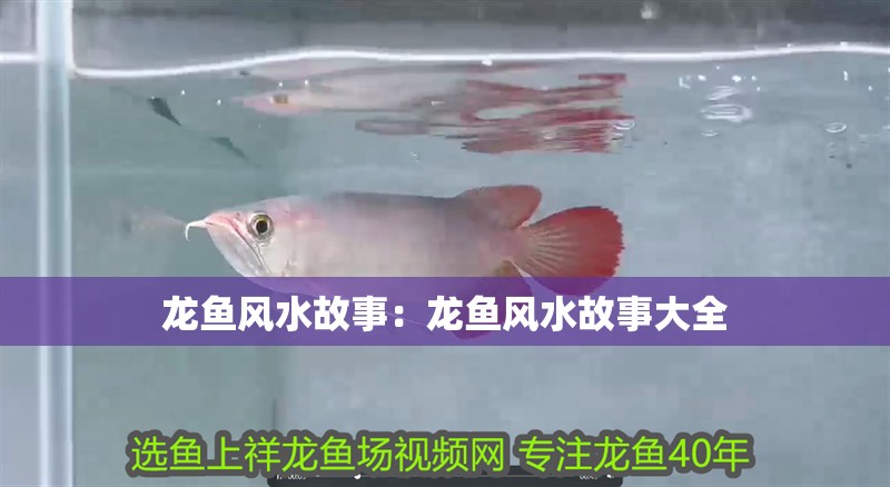 龍魚風(fēng)水故事：龍魚風(fēng)水故事大全