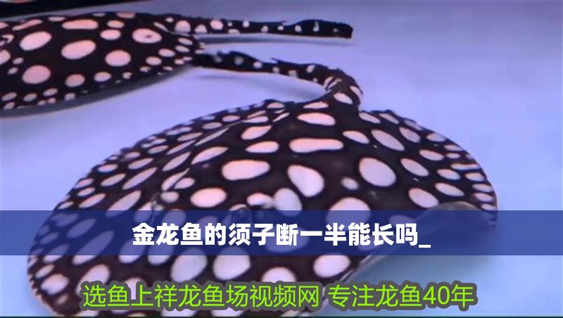 金龍魚的須子斷一半能長嗎_