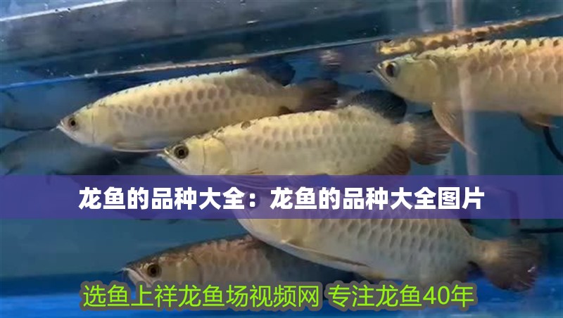 龍魚的品種大全：龍魚的品種大全圖片