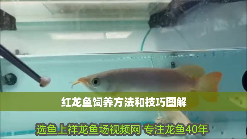 紅龍魚飼養方法和技巧圖解
