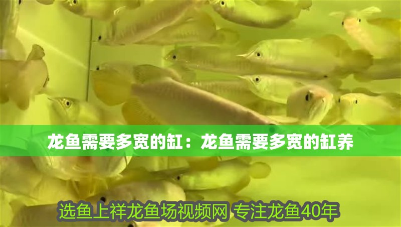 龍魚需要多寬的缸：龍魚需要多寬的缸養(yǎng)