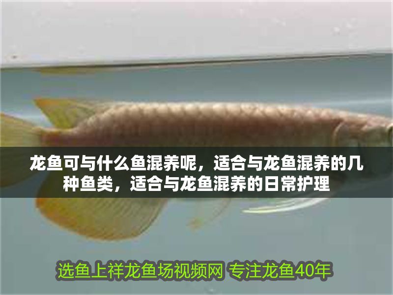龍魚可與什么魚混養呢，適合與龍魚混養的幾種魚類，適合與龍魚混養的日常護理