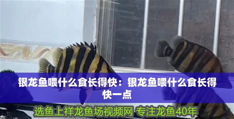 銀龍魚喂什么食長(zhǎng)得快：銀龍魚喂什么食長(zhǎng)得快一點(diǎn)