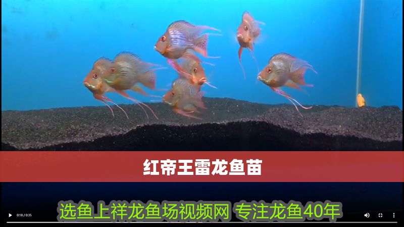 紅帝王雷龍魚苗