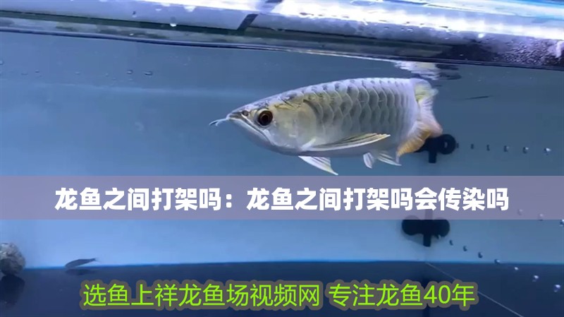 龍魚之間打架嗎：龍魚之間打架嗎會傳染嗎