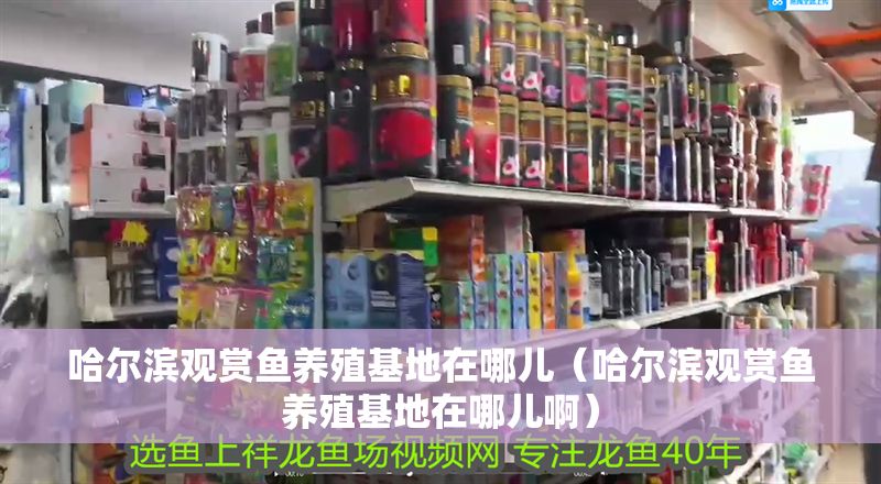 哈爾濱觀賞魚養殖基地在哪兒（哈爾濱觀賞魚養殖基地在哪兒啊）
