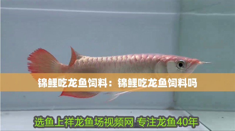 錦鯉吃龍魚飼料：錦鯉吃龍魚飼料嗎