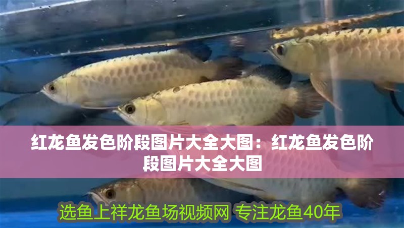 紅龍魚發色階段圖片大全大圖：紅龍魚發色階段圖片大全大圖