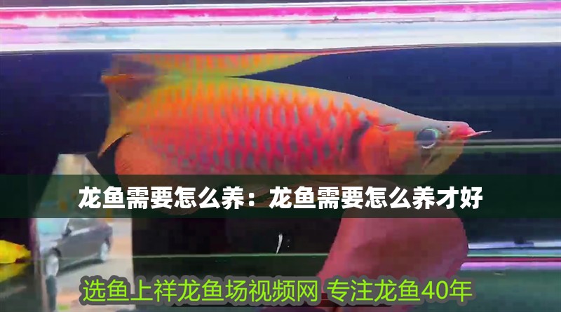 龍魚需要怎么養(yǎng)：龍魚需要怎么養(yǎng)才好