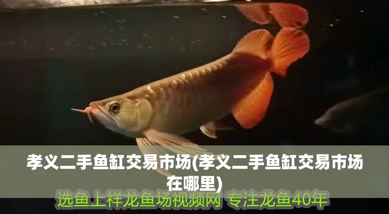 孝義二手魚缸交易市場(孝義二手魚缸交易市場在哪里)