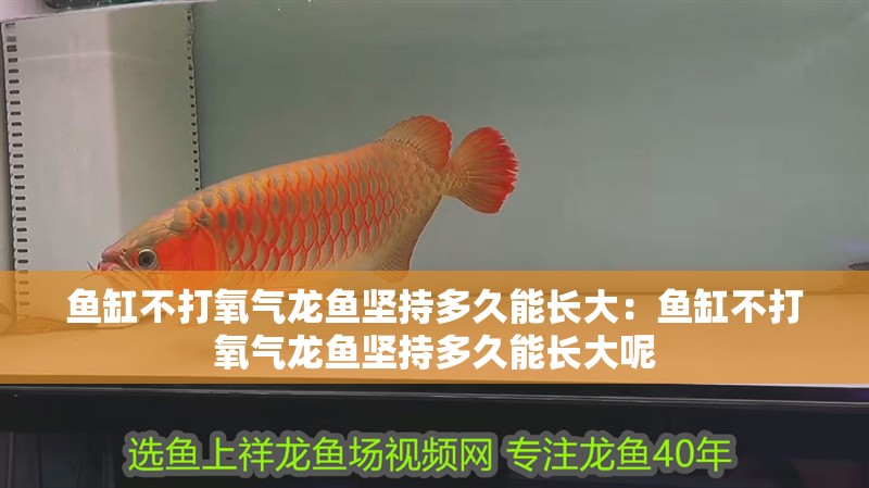 魚缸不打氧氣龍魚堅持多久能長大：魚缸不打氧氣龍魚堅持多久能長大呢