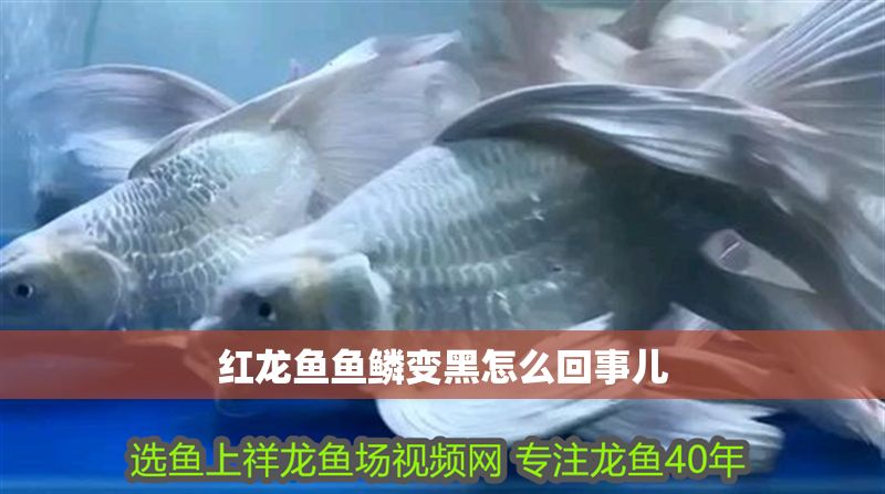 紅龍魚魚鱗變黑怎么回事兒