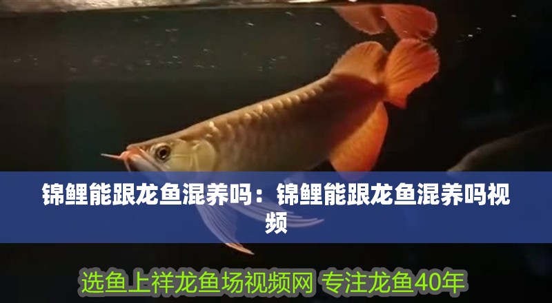 錦鯉能跟龍魚(yú)混養(yǎng)嗎：錦鯉能跟龍魚(yú)混養(yǎng)嗎視頻