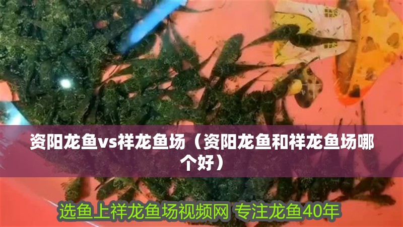資陽龍魚vs祥龍魚場（資陽龍魚和祥龍魚場哪個好）