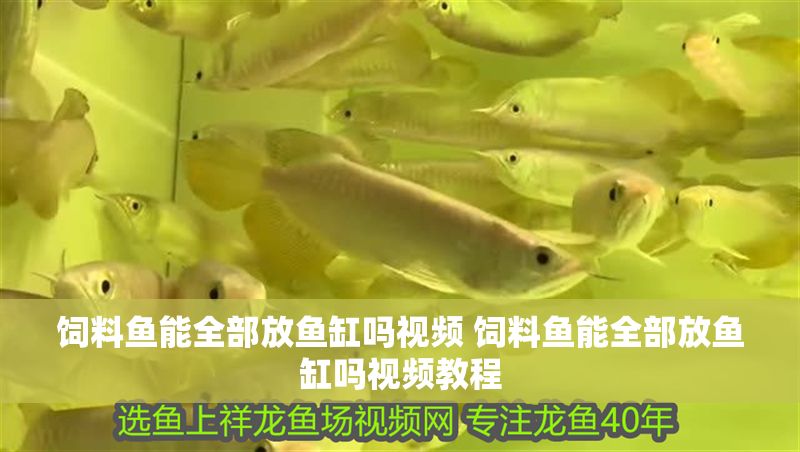 飼料魚能全部放魚缸嗎視頻 飼料魚能全部放魚缸嗎視頻教程