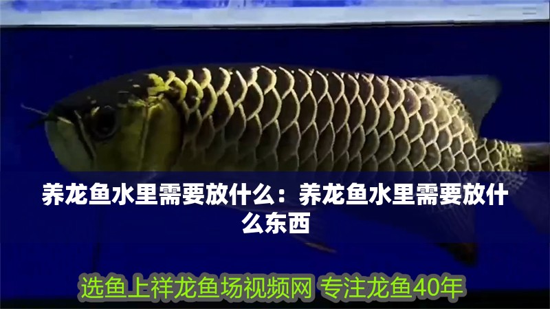養龍魚水里需要放什么：養龍魚水里需要放什么東西