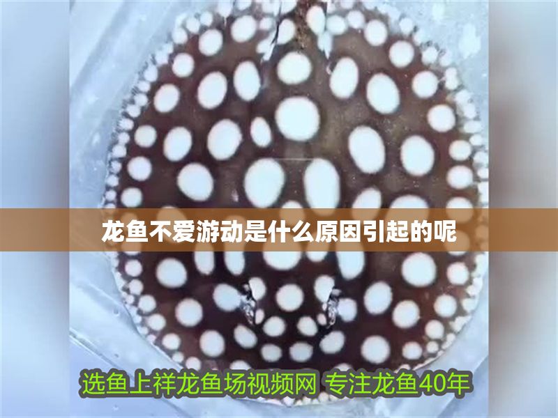 龍魚不愛游動是什么原因引起的呢