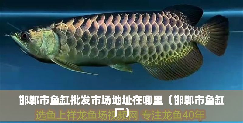 邯鄲市魚缸批發(fā)市場地址在哪里（邯鄲市魚缸廠）
