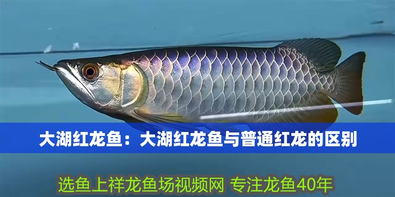 大湖紅龍魚：大湖紅龍魚與普通紅龍的區(qū)別