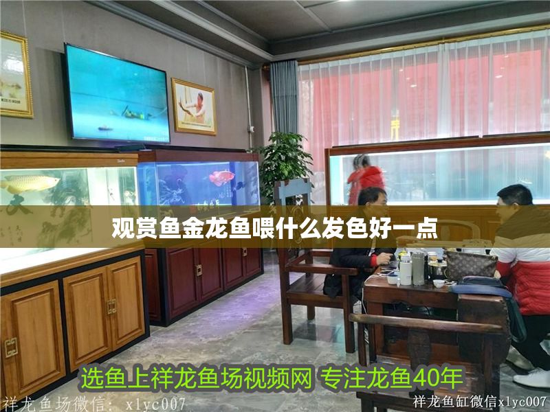 觀賞魚金龍魚喂什么發(fā)色好一點 觀賞魚金龍魚喂什么發(fā)色好一點 龍魚百科 第1張