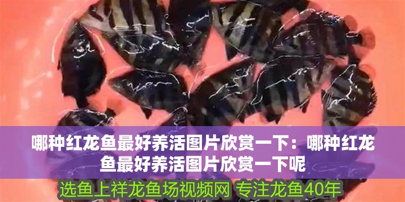 哪種紅龍魚最好養活圖片欣賞一下：哪種紅龍魚最好養活圖片欣賞一下呢