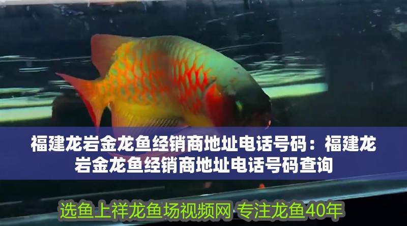 福建龍巖金龍魚經銷商地址電話號碼：福建龍巖金龍魚經銷商地址電話號碼查詢