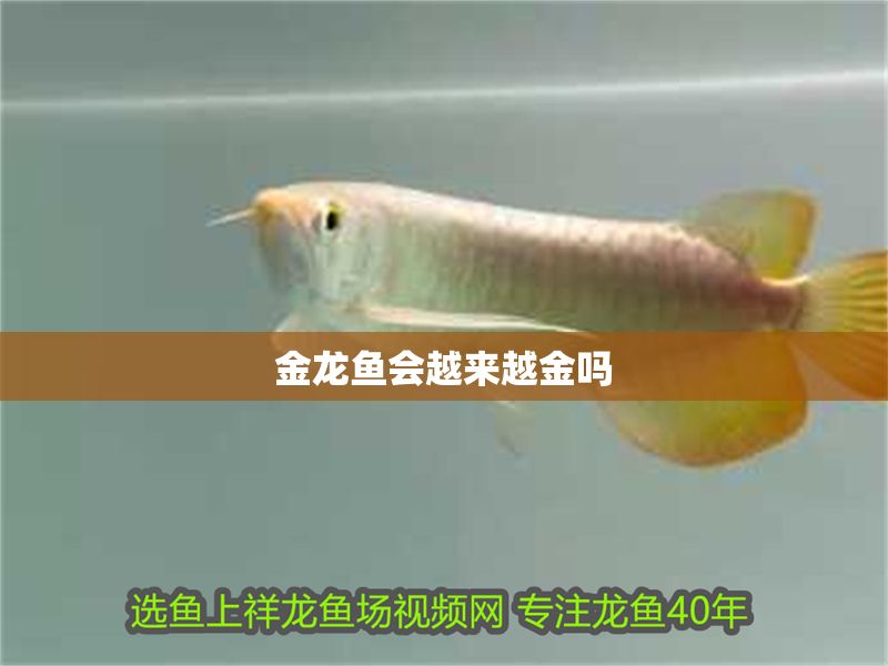 金龍魚會越來越金嗎