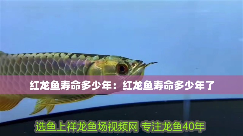 紅龍魚壽命多少年：紅龍魚壽命多少年了