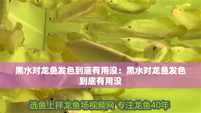 黑水對龍魚發色到底有用沒：黑水對龍魚發色到底有用沒