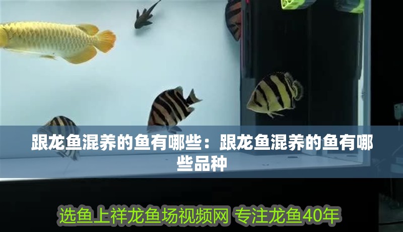 跟龍魚混養(yǎng)的魚有哪些：跟龍魚混養(yǎng)的魚有哪些品種
